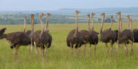 Ostriches