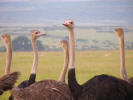 Ostriches