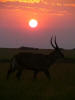 Waterbuck under the setting sun