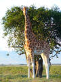 Rothschild giraffe