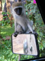 Young vervet monkey