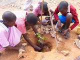 Planting a tree