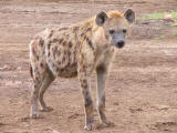 Hyaena