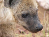 Hyaena kid