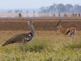 Kori bustard and Thompson gazelle