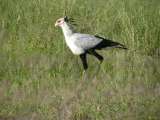 Secretary bird