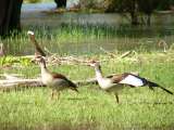 Egyptian geese