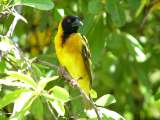 Weaver birds