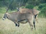 Oryx antelopes