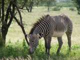 Grevy zebra