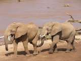 Elephant bulls at the bank of Samburu river