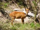 Female bushbuck