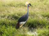 Crowned crane