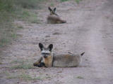 Bat-eared foxes
