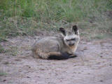 Bat-eared foxes