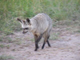 Bat-eared foxes