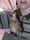 Feeding an earthworm to the young blackbird